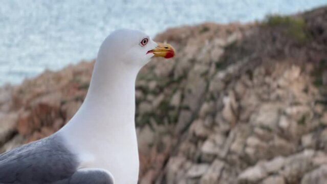 Seagull squawking in the mediterranean shore. Close up of the seabird in front of the sea.