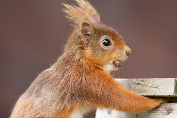 Red squirrel (Sciurus vulgaris) taking peanuts from a feeder, in a garden in Perthshire, Scotland