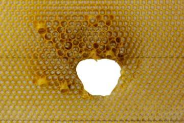 Honeycombs with a hole made by bees.