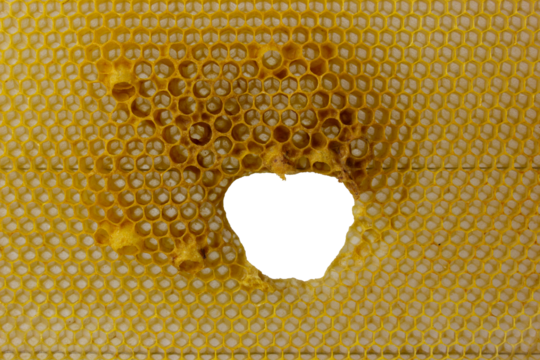 Honeycombs with a hole made by bees.