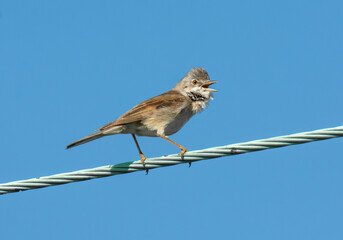 Male Common Whitethroat (Sylvia communis) singing on a telegraph wire, May