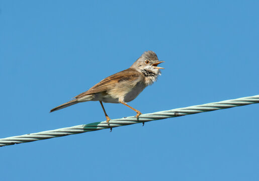 Male Common Whitethroat (Sylvia communis) singing on a telegraph wire, May