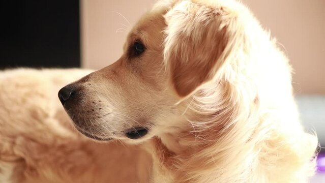 close up Golden Retriever at home getting treats at slow motion