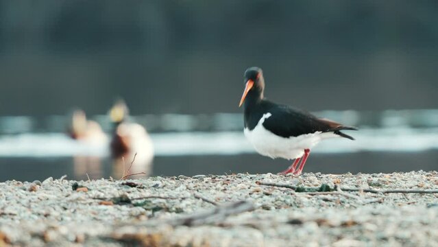 South Island Oystercatcher Fly Away In Lake Hayes, Queenstown, New Zealand. - closeup
