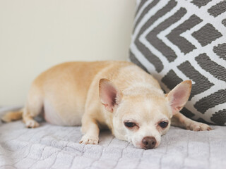 sad or sleepy brown short hair chihuahua dog lying down in bed. with grey and white pillow.