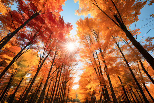 Autumn yellow and red leaves trees in sun light ai generated art.