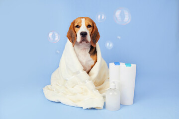 Cute beagle dog in a white towel after bathing on a blue isolated background with soap bubbles....