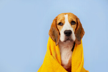 Cute beagle dog in a yellow towel after bathing on a blue isolated background. The concept of pet care. 