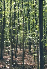 light shining through young beech trees