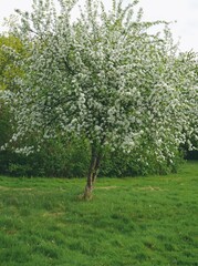 flowering apple tree