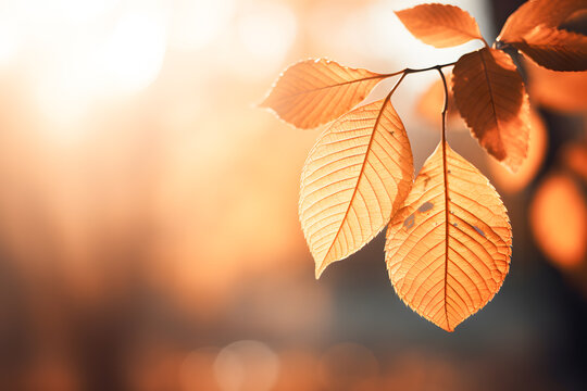 Autumn leaves deskstop ai generated art.
