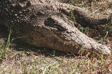 A large predatory reptile, the alligator, in its natural environment lies calmly waiting for its prey.