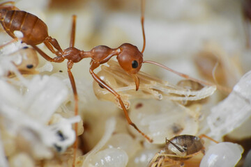 weaver ants are large red ants known for their high ability to form webbing for their nests, their eggs are usually used as bird feed  