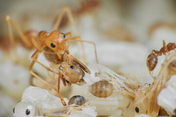 weaver ants are large red ants known for their high ability to form webbing for their nests, their eggs are usually used as bird feed  