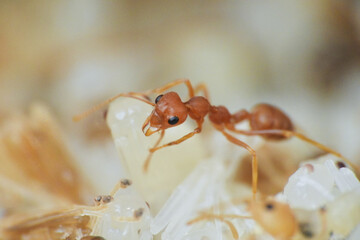weaver ants are large red ants known for their high ability to form webbing for their nests, their eggs are usually used as bird feed  