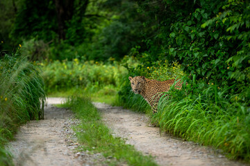 Indian wild male leopard or panther or panthera pardus fusca with an eye contact standing near track or trail in natural scenic monsoon season green background in wildlife jungle safari forest india © Sourabh