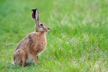 Hare in a clearing in the wild
