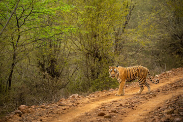 wild female bengal tiger or panthera tigris walking or crossing one of forest trail or road during territory marking in evening safari at ranthambore national park sawai madhopur rajasthan india asia - 633317377