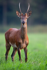 Red deer in the wild