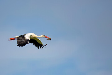 White stork in the flight