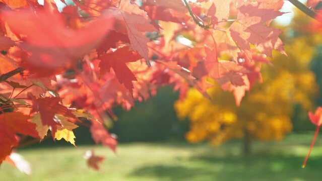 Super slow motion of falling autumn maple leaves against clear blue sky. Filmed on high speed cinema camera, 1000 fps.