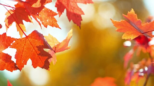 Super slow motion of falling autumn maple leaves against clear blue sky. Filmed on high speed cinema camera, 1000 fps.