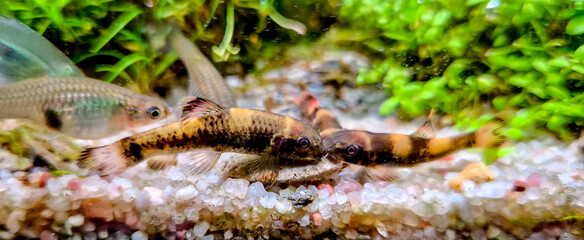 Aquarium fish Panda Garra (Garra flavatra) and Siamese Algae-eater (Crossocheilus oblongus) feeding on the stone in the green plant aquarium.