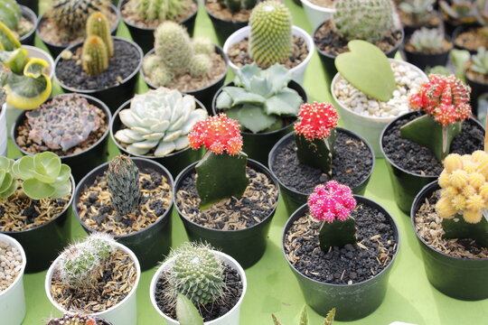 different cactus in pots