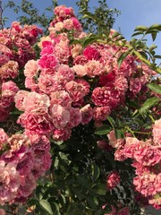 pink flowers in the garden
