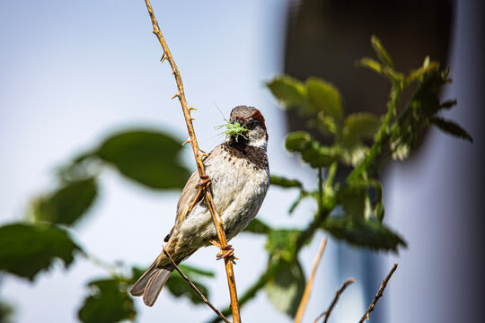 House Sparrow perched on black berry branch, with grasshopper in its beak
