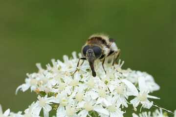 Closeup on a Black striped long-horn beetle, Stenurella melanura on white Heracleum sphondylium flowers