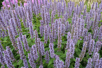 Closeup of the lavender-blue flower spikes of the herbaceous perennial garden plant Agastache Blue Fortune.