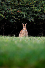 Old world rabbit (Oryctolagus cuniculus) in grass in Piemont