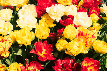 bouquet of yellow and red tulips