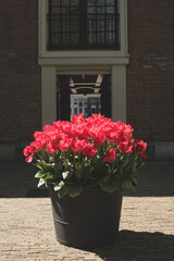tulips in flower bed on the street of Amsterdam