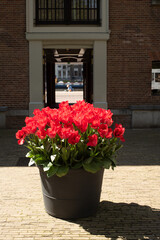 Fototapeta na wymiar tulips in flower bed on the street of Amsterdam
