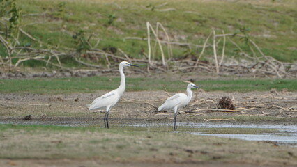 Tiruchirapalli,Tamilnadu, india-july 2023 two White Crane Bird on the lake waiting for fish