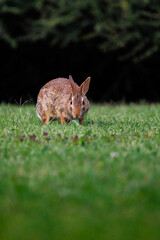 Old world rabbit (Oryctolagus cuniculus) in grass in Piemont