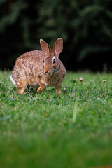 Old world rabbit (Oryctolagus cuniculus) in grass in Piemont