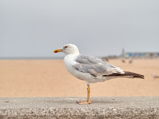 Yellow legged Gull. Larus michahellis