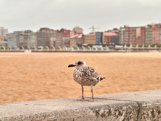 Yellow legged Gull. Larus michahellis