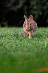 Old world rabbit (Oryctolagus cuniculus) in grass in Piemont