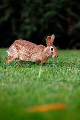 Old world rabbit (Oryctolagus cuniculus) in grass in Piemont