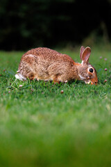 Old world rabbit (Oryctolagus cuniculus) in grass in Piemont