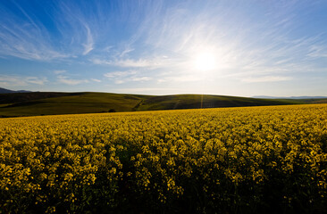 Fototapeta premium A beautiful landscape showing farmland planted with Canola, near Caledon, Western Cape, South Africa.