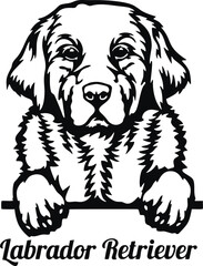 Labrador Retriever Peeking Dog - head isolated on white