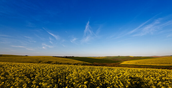 A beautiful landscape showing farmland planted with Canola, near Caledon, Western Cape, South Africa.