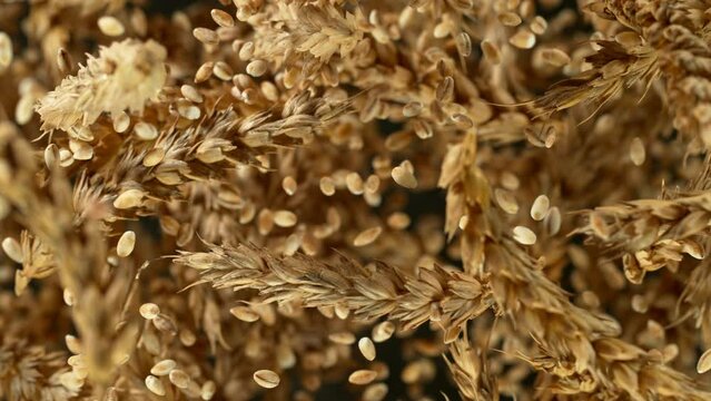 Flying of grain barley close-up, macro shot. Filmed on high speed cinematic camera at 1000 fps.