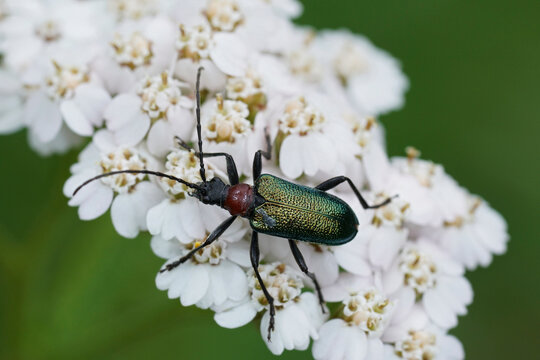 Closeup on a metallic green colored longhorn beetle, Gaurotes virginea sitting on white Achillea millefolium flowers