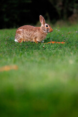 Old world rabbit (Oryctolagus cuniculus) in grass in Piemont